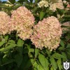 Hydrangea paniculata 'Cotton Cream' - Aedhortensia 'Cotton Cream' C2/2L